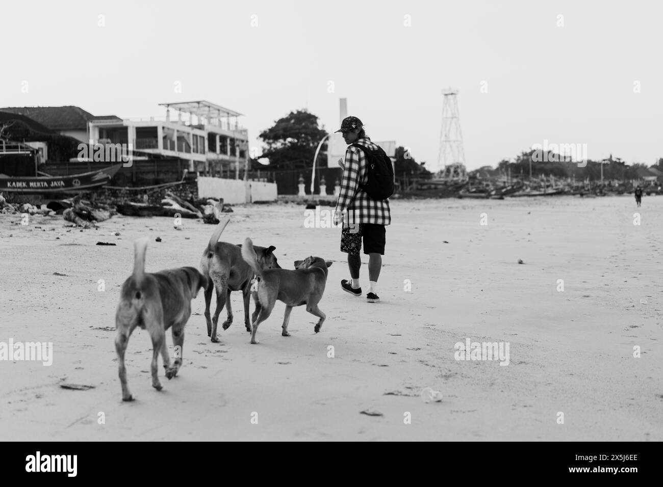 L'homme marche sur la plage avec des chiens Banque D'Images