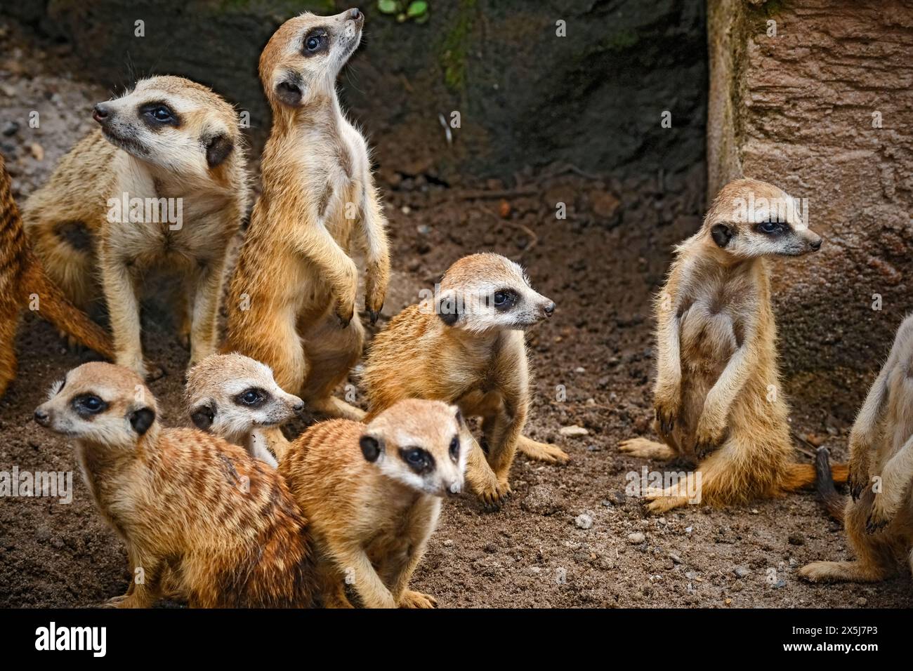 Un groupe de suricates, mammifères, animaux Banque D'Images