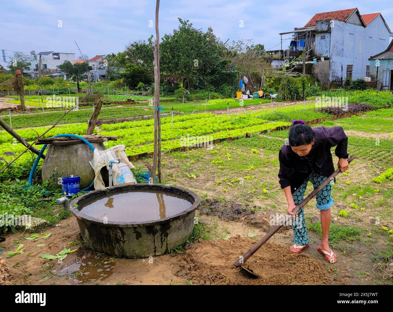 Vietnam, Hoi an. Agriculture dans la cour arrière. Une tradition commune au Vietnam. (Usage éditorial uniquement) Banque D'Images