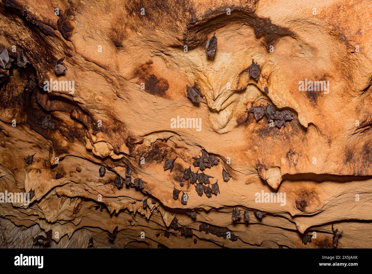 Grotte avec chauves-souris dans le parc national de Guanahacabibes. Banque D'Images