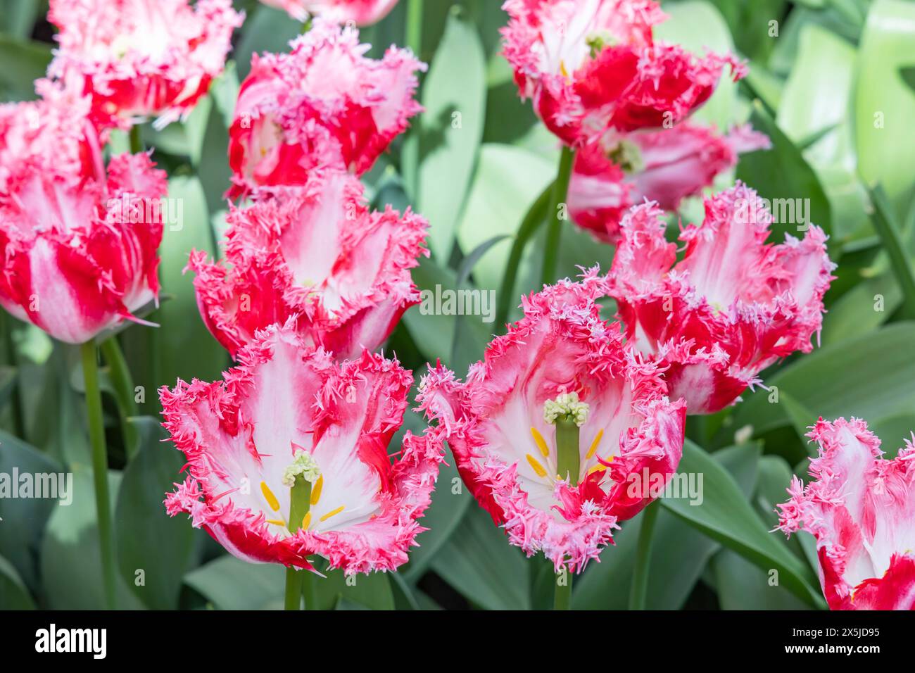 Pays-Bas, Hollande méridionale, lisse. Tulipe rouge et blanche à volants. Banque D'Images