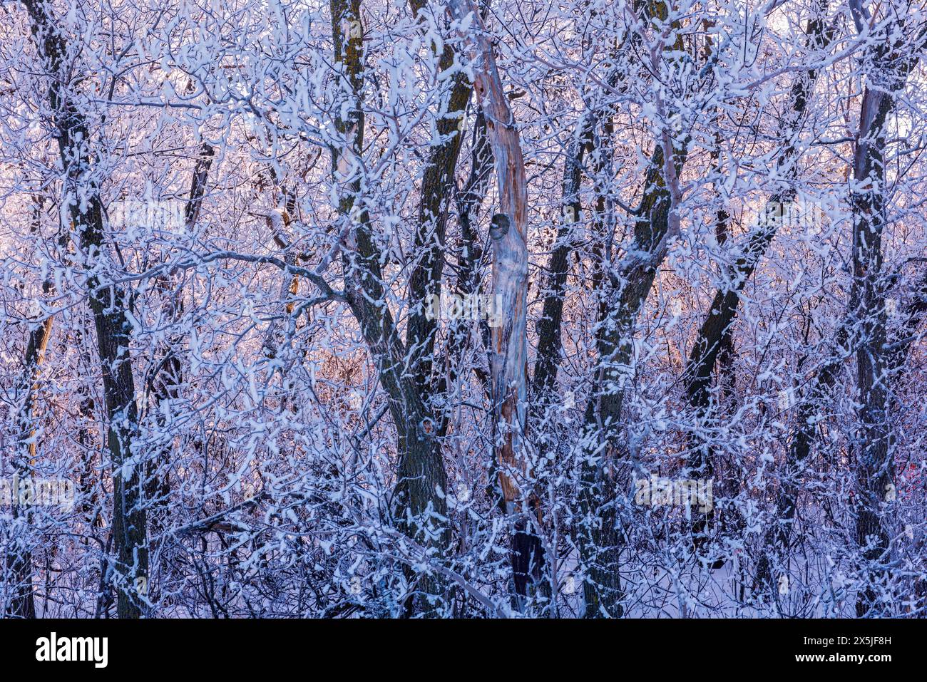 Canada, Manitoba, Grande pointe. Brouillard et glace de rime sur les arbres d'hiver. Banque D'Images