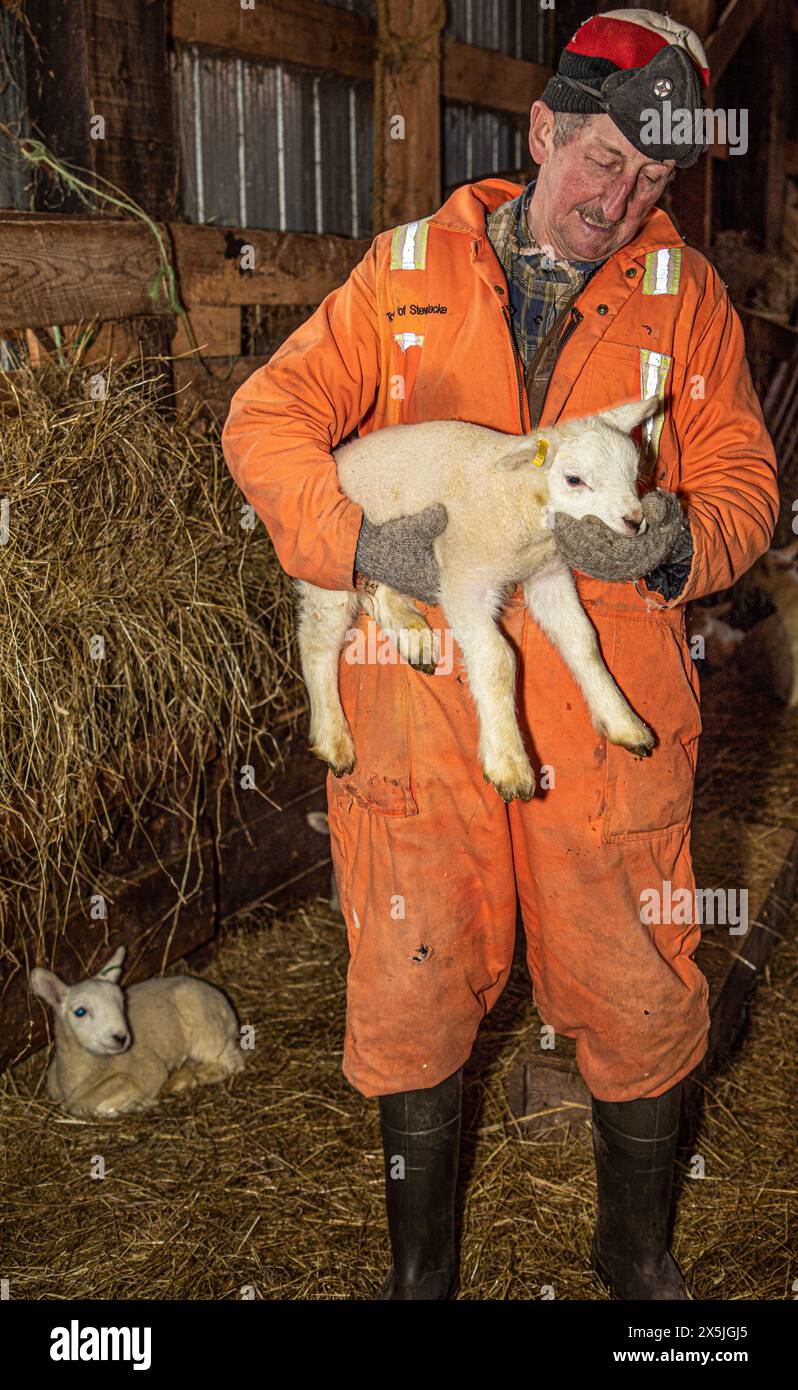 Canada, Nouvelle-Écosse, Cap-Breton. éleveur de moutons tenant un agneau. (Usage éditorial uniquement) Banque D'Images