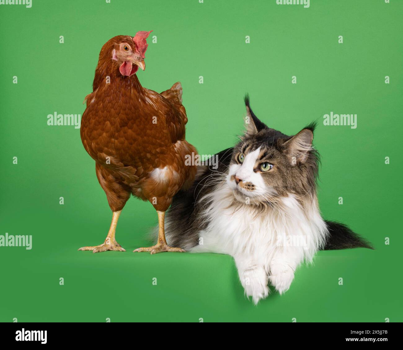 Poulet brun et chat Maine Coon debout et couché l'un à côté de l'autre. Isolé sur fond vert chromé. Banque D'Images