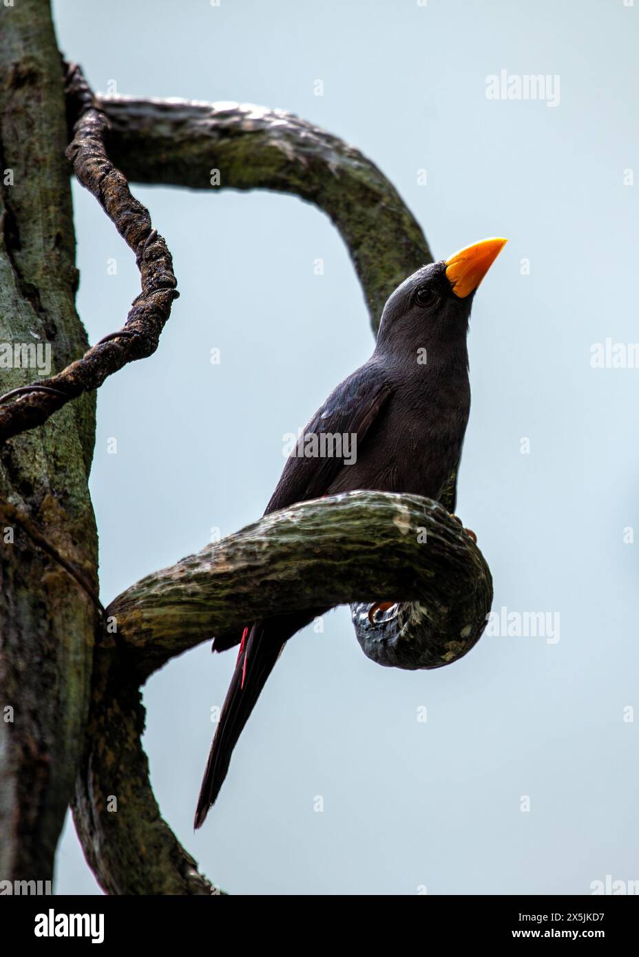 Étourneaux saisissants avec bec épais, plumage noir et blanc et croupe rouge éclatante. Trouvé dans les bois ouverts et les forêts de l'île de Sulawesi en Indonésie, fe Banque D'Images