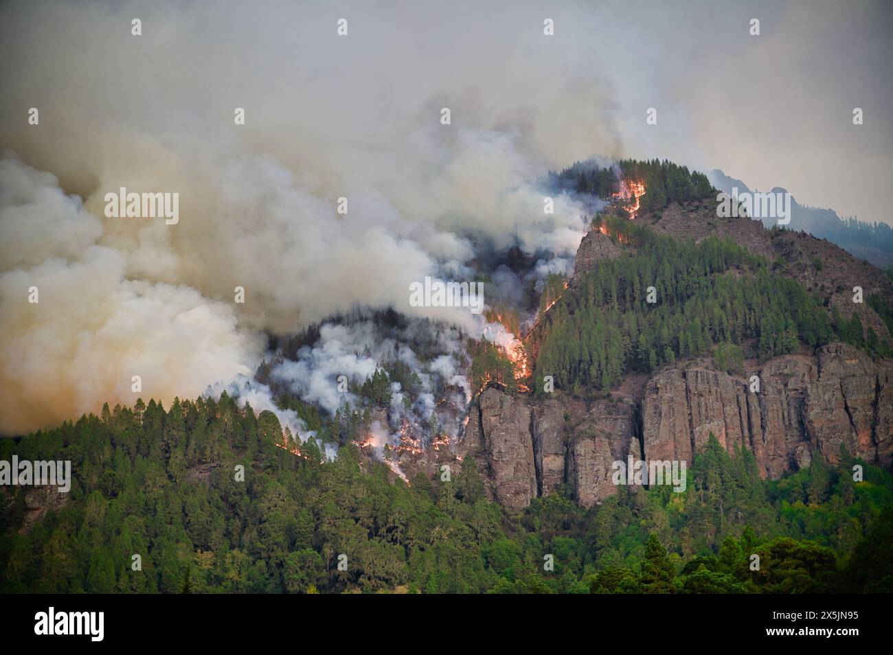 Feu de forêt avec des flammes et de la fumée Banque D'Images