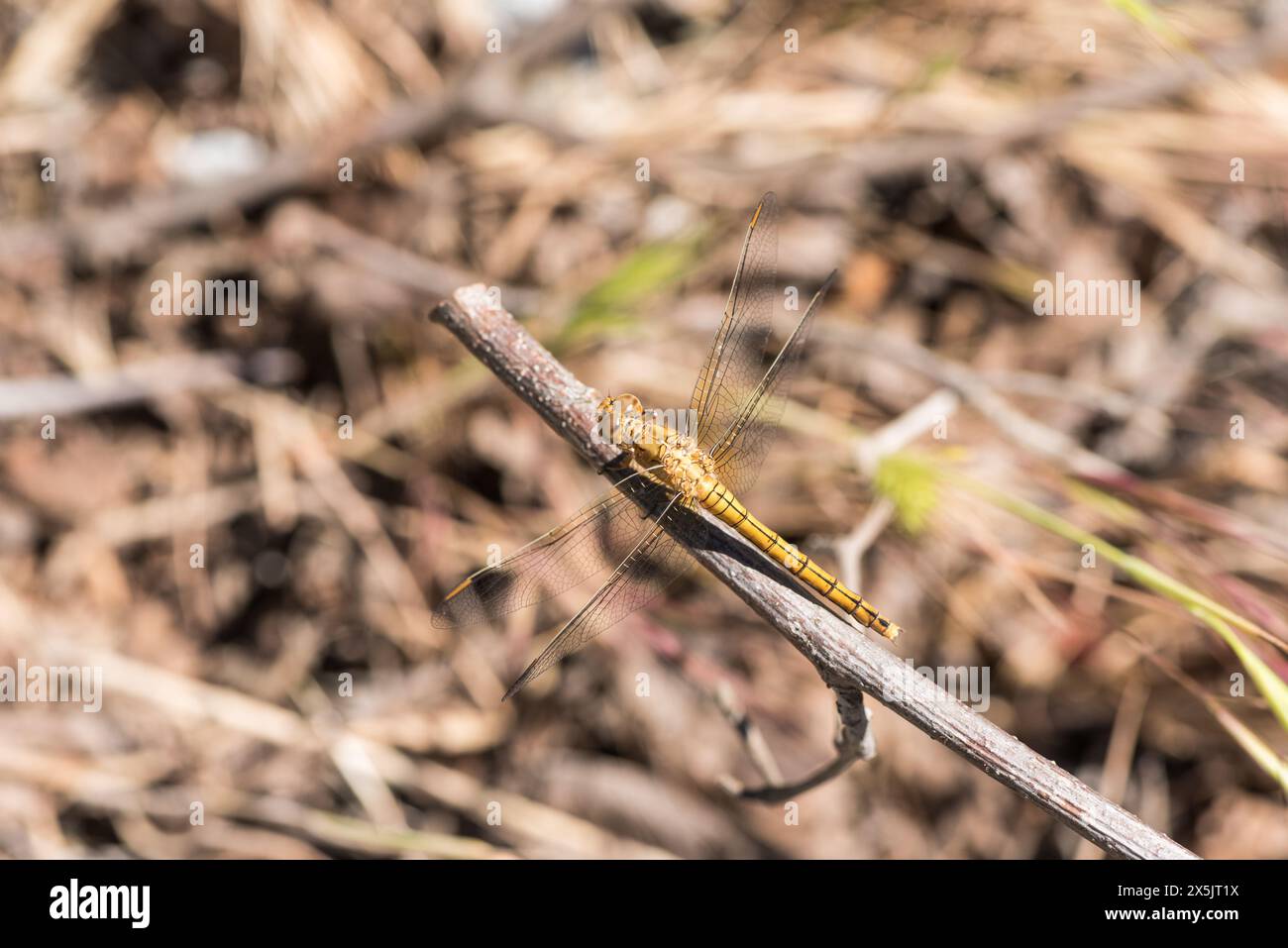 Écumeur à quille femelle perchée (Orthetrum coerulescens) à Koycegiz, Turkiye Banque D'Images