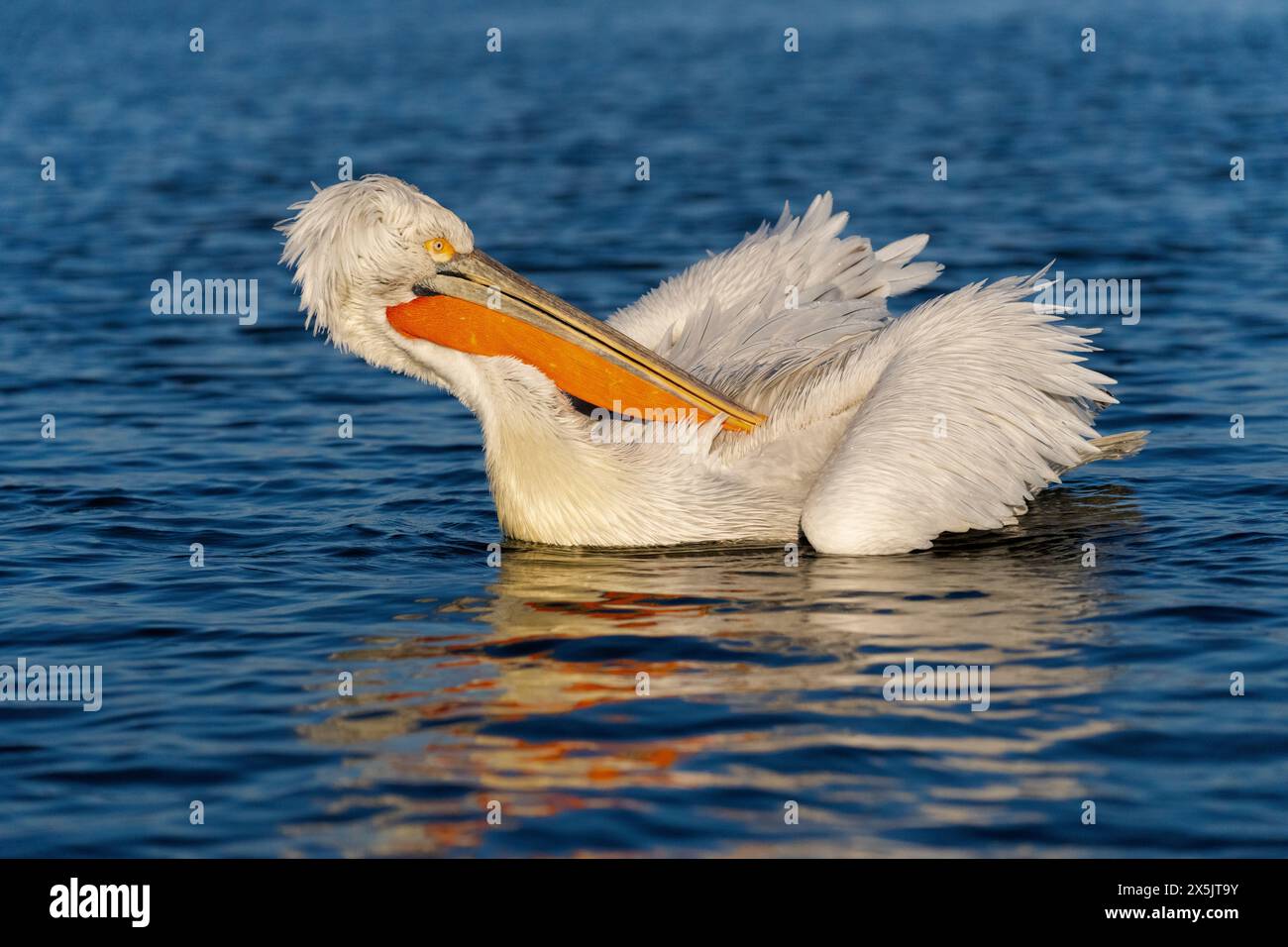 Europe, Grèce, lac Kerkini. Le pélican dalmatien nettoie ses plumes. Banque D'Images