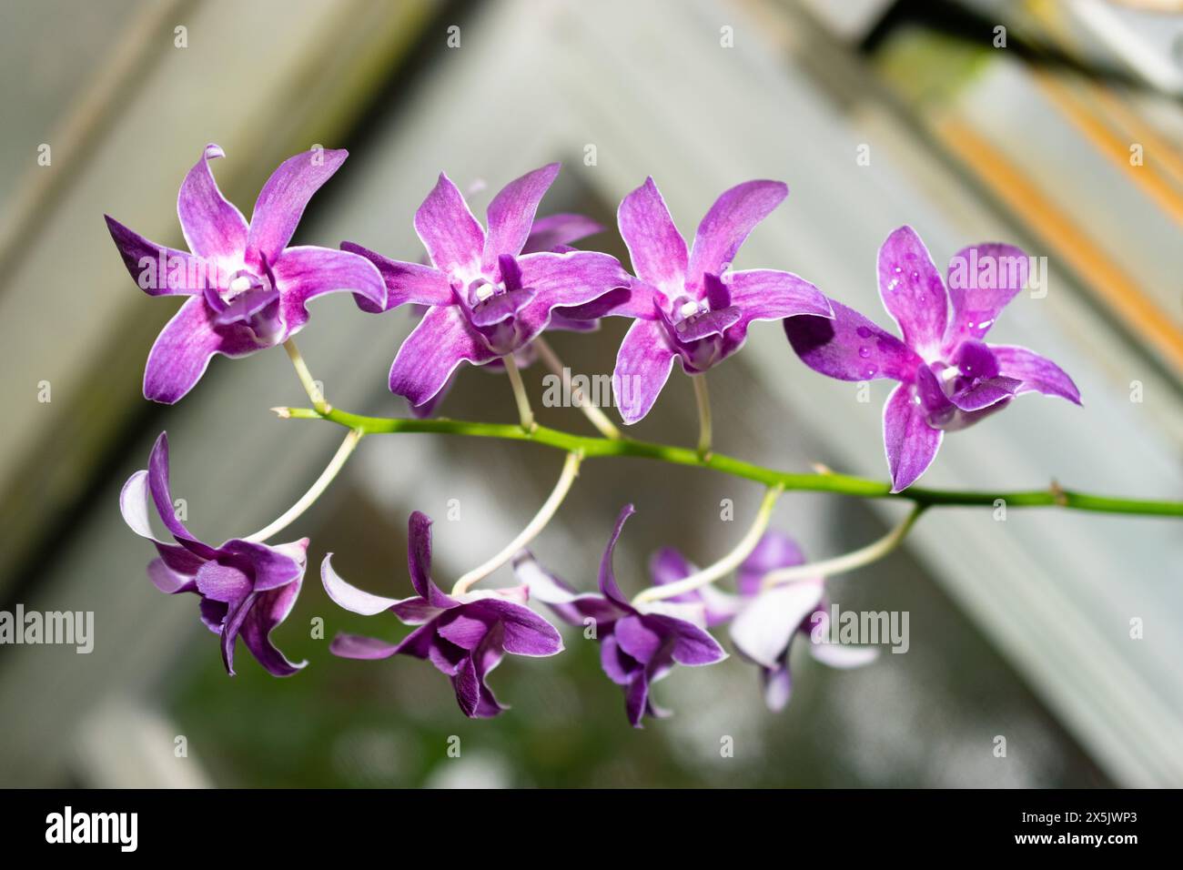 Saint-Gall, Suisse, 28 novembre 2023 usine de Dendrobium X superbiens au jardin botanique Banque D'Images