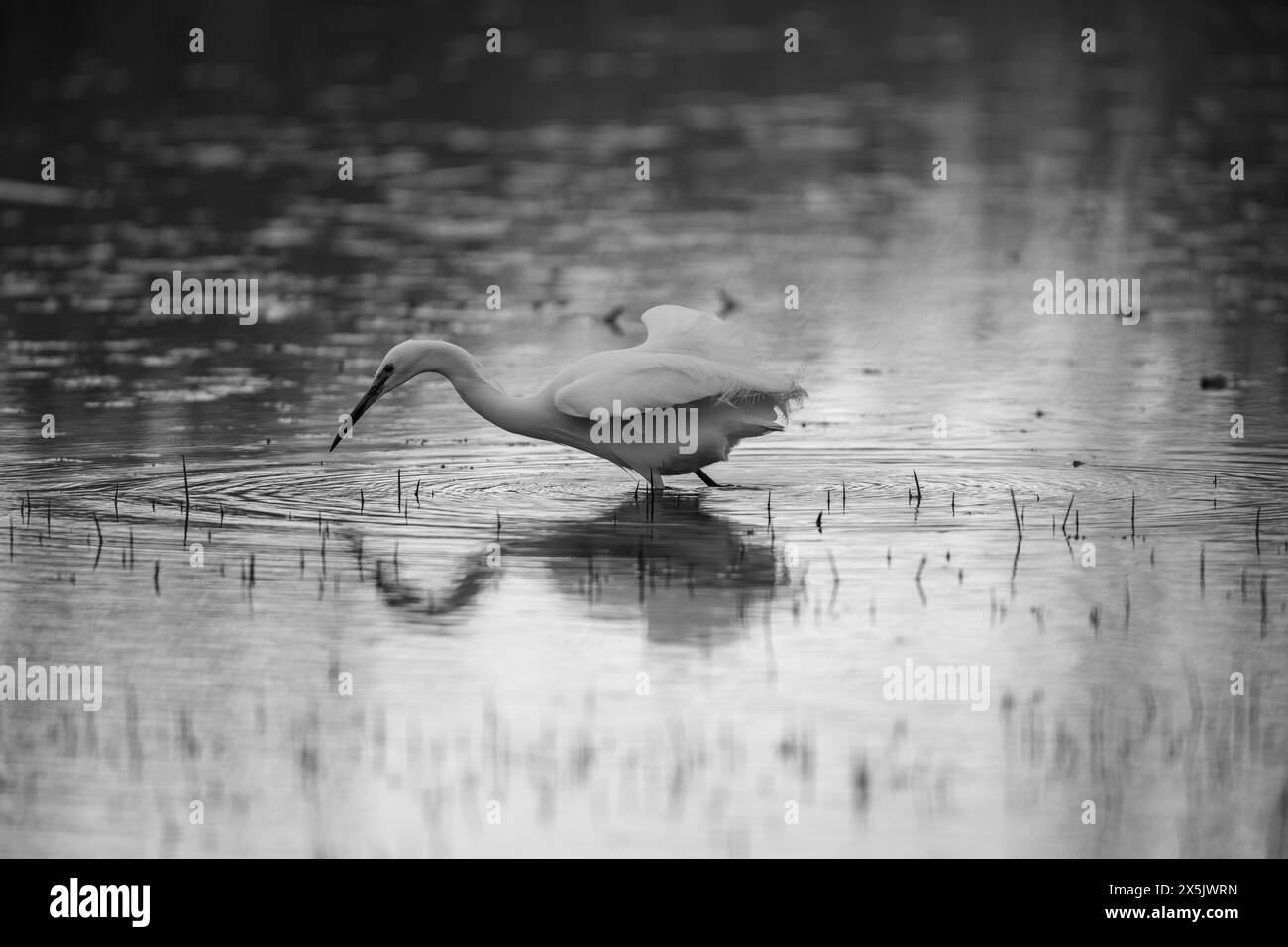 Image en noir et blanc d'une aigrette dans un étang. Middlesbrough, Angleterre, Royaume-Uni. Banque D'Images