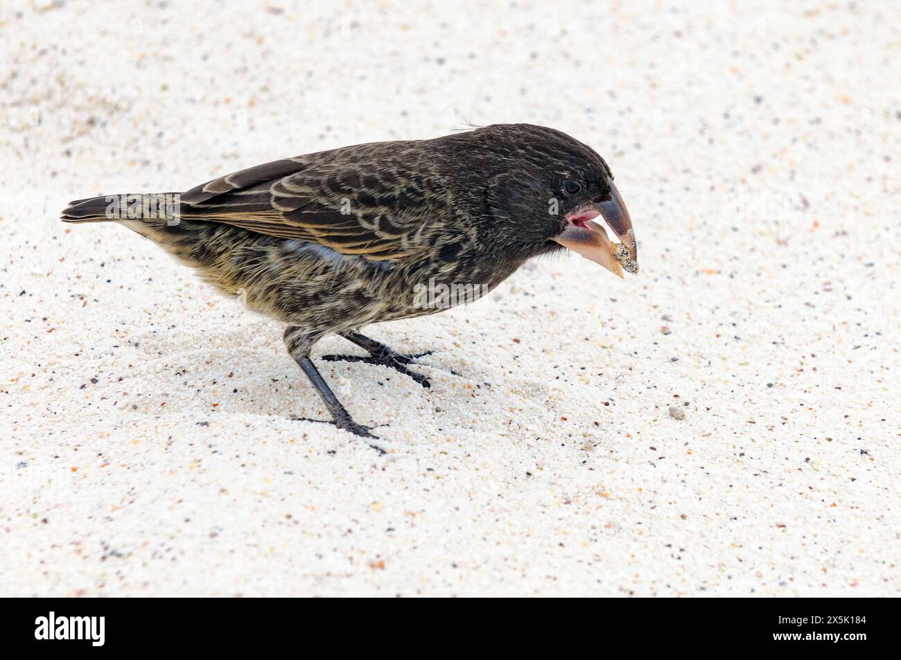 Grande charnonnière (Geospiza magnirostris, femelle) avec graines à Gardiner Bay, île d'Espanola (Hood), îles Galapagos, Équateur. Banque D'Images