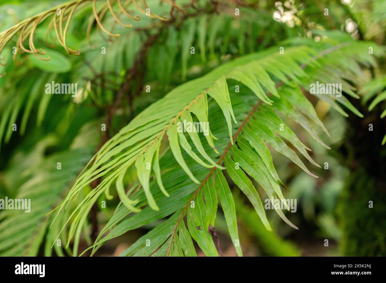 Saint-Gall, Suisse, 29 novembre 2023 Blechnum Gibbum ou fougère miniature au jardin botanique Banque D'Images