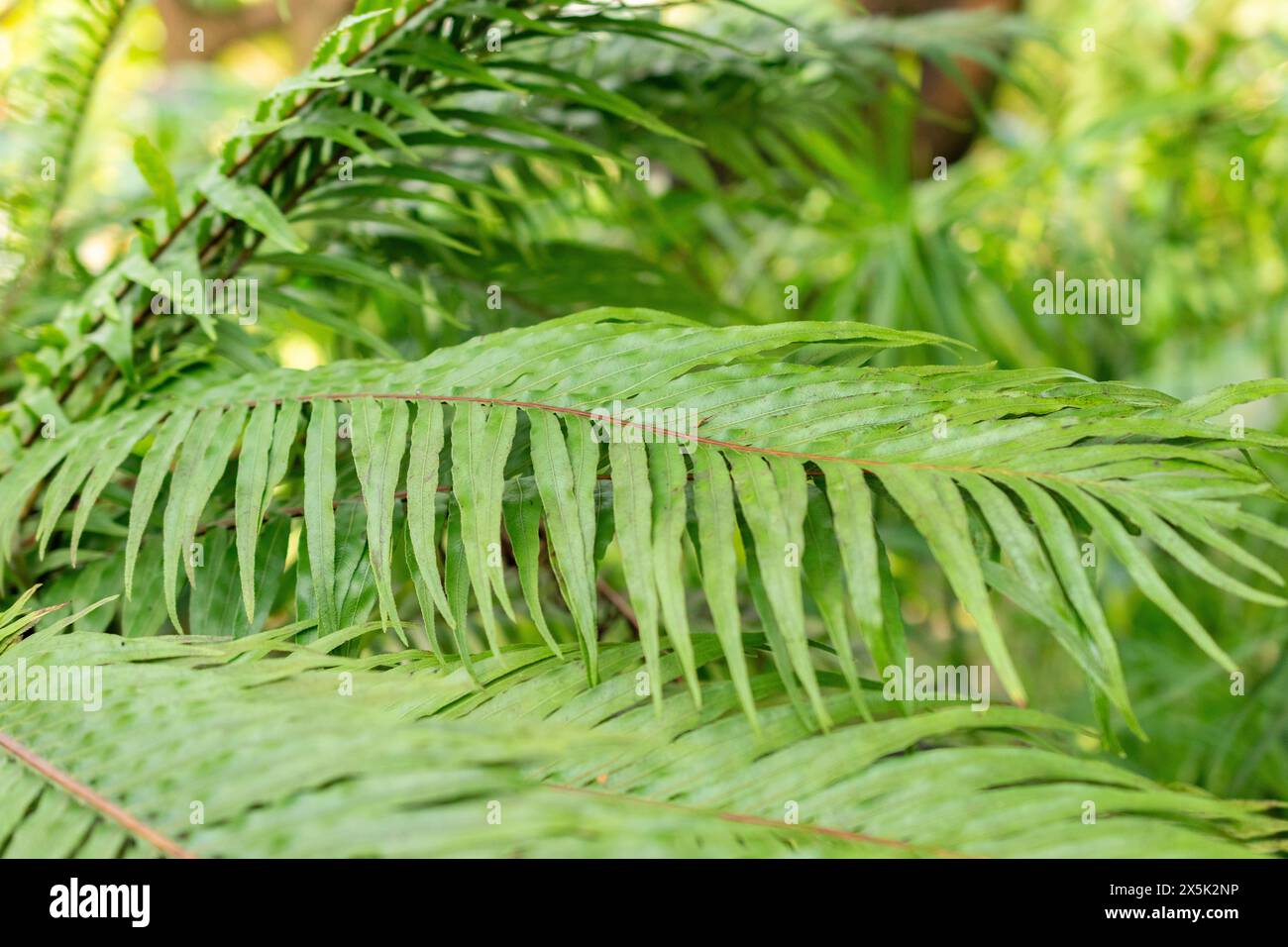 Saint-Gall, Suisse, 29 novembre 2023 Blechnum Gibbum ou fougère miniature au jardin botanique Banque D'Images