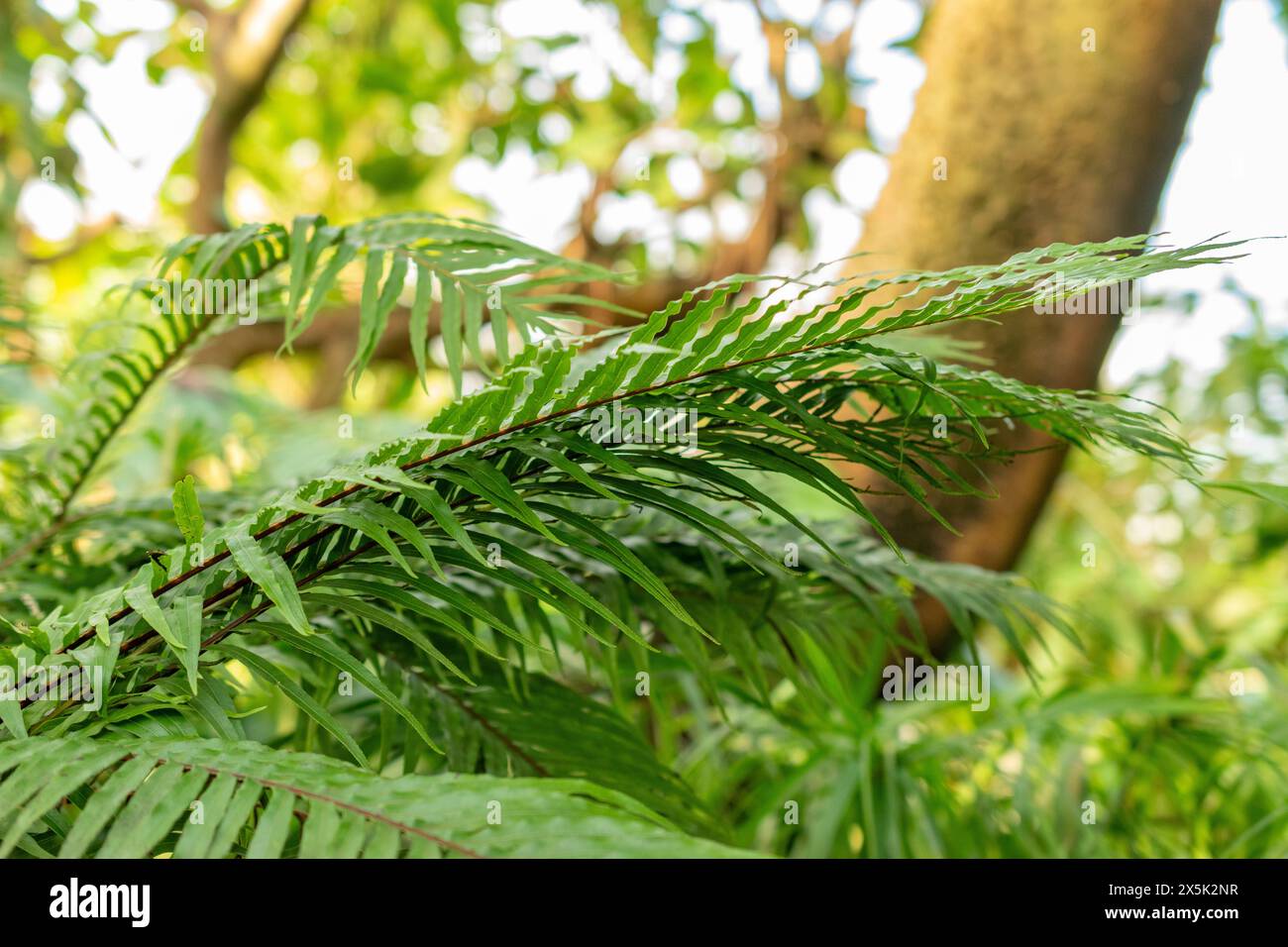 Saint-Gall, Suisse, 29 novembre 2023 Blechnum Gibbum ou fougère miniature au jardin botanique Banque D'Images