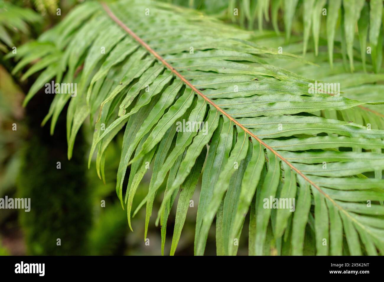 Saint-Gall, Suisse, 29 novembre 2023 Blechnum Gibbum ou fougère miniature au jardin botanique Banque D'Images