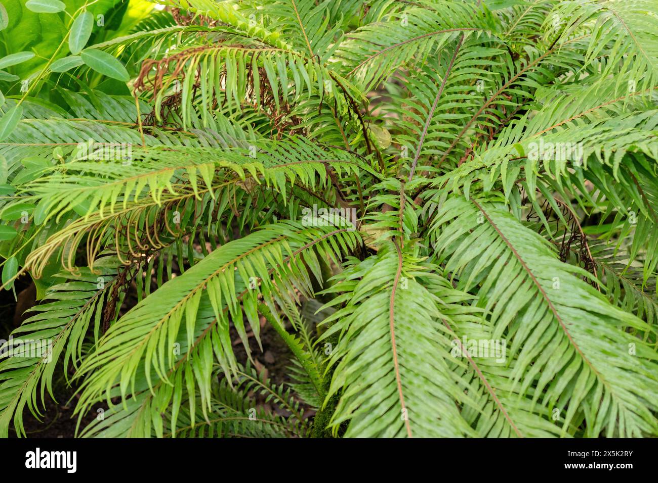 Saint-Gall, Suisse, 29 novembre 2023 Blechnum Gibbum ou fougère miniature au jardin botanique Banque D'Images