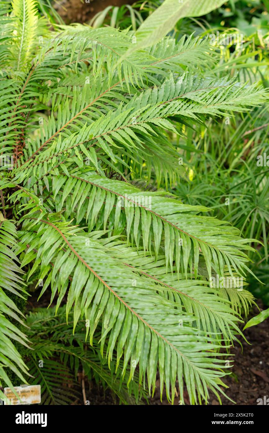 Saint-Gall, Suisse, 29 novembre 2023 Blechnum Gibbum ou fougère miniature au jardin botanique Banque D'Images
