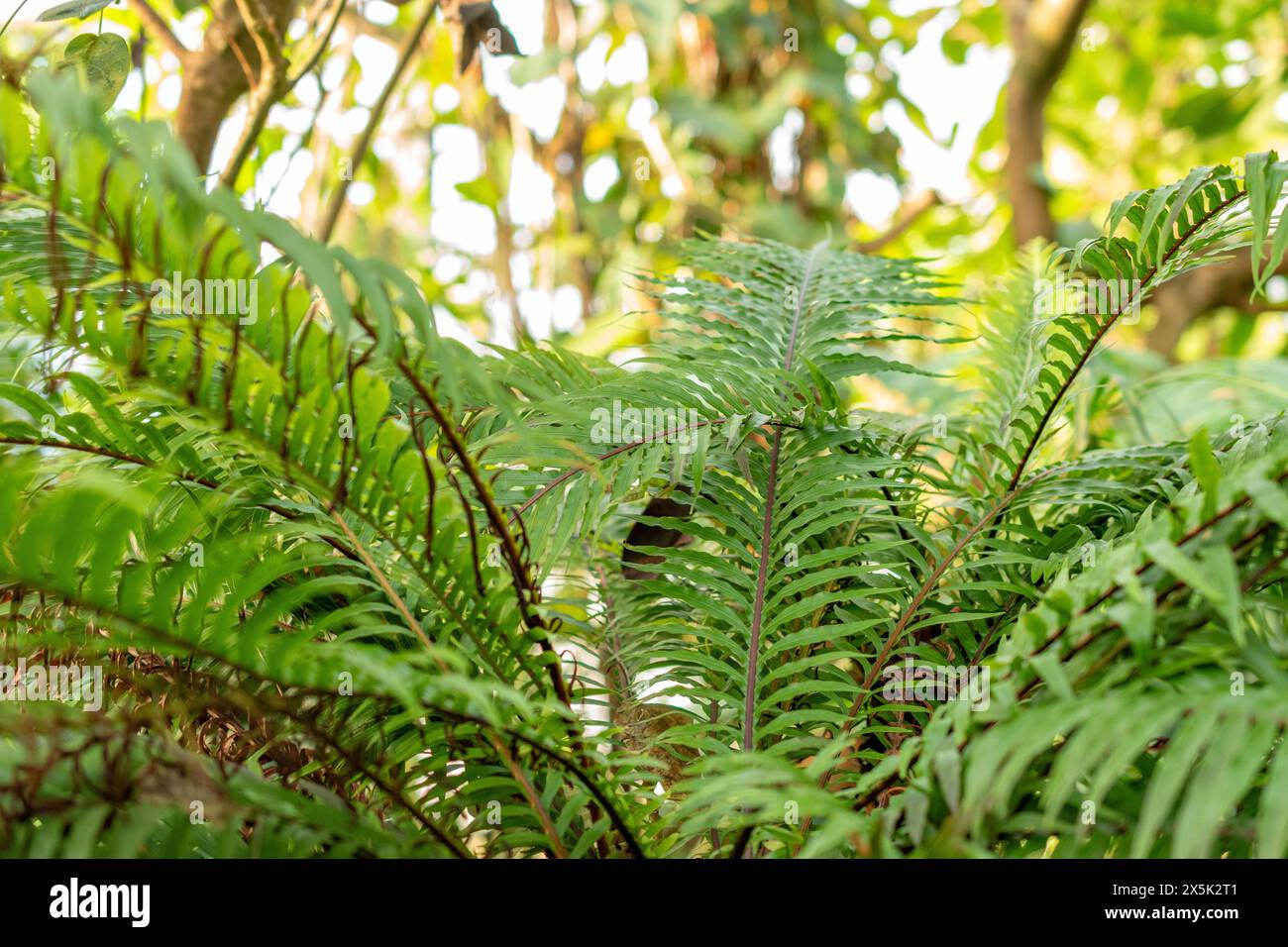 Saint-Gall, Suisse, 29 novembre 2023 Blechnum Gibbum ou fougère miniature au jardin botanique Banque D'Images