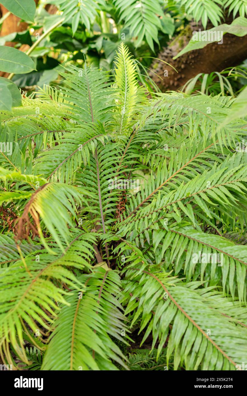 Saint-Gall, Suisse, 29 novembre 2023 Blechnum Gibbum ou fougère miniature au jardin botanique Banque D'Images