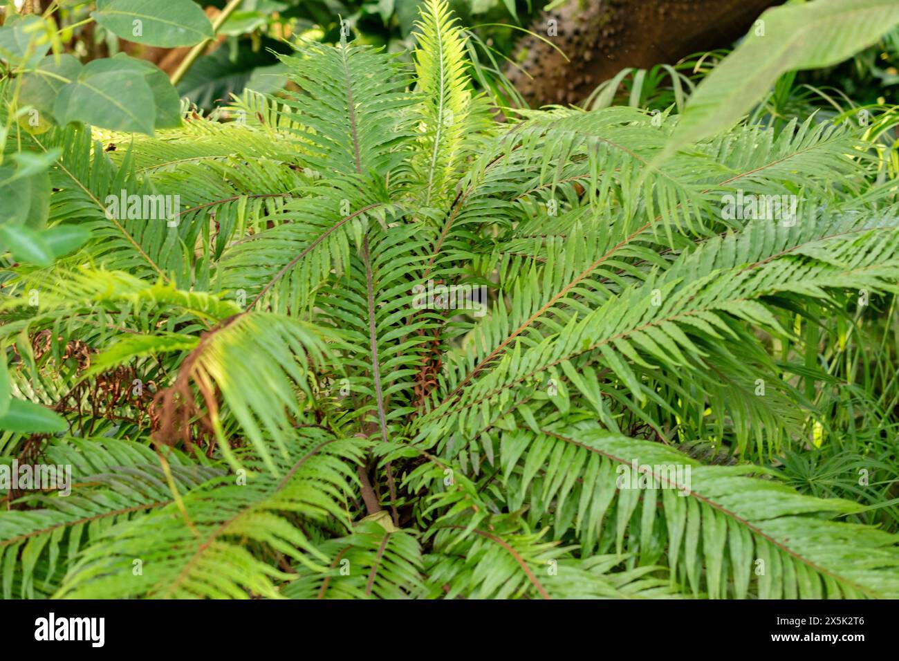 Saint-Gall, Suisse, 29 novembre 2023 Blechnum Gibbum ou fougère miniature au jardin botanique Banque D'Images