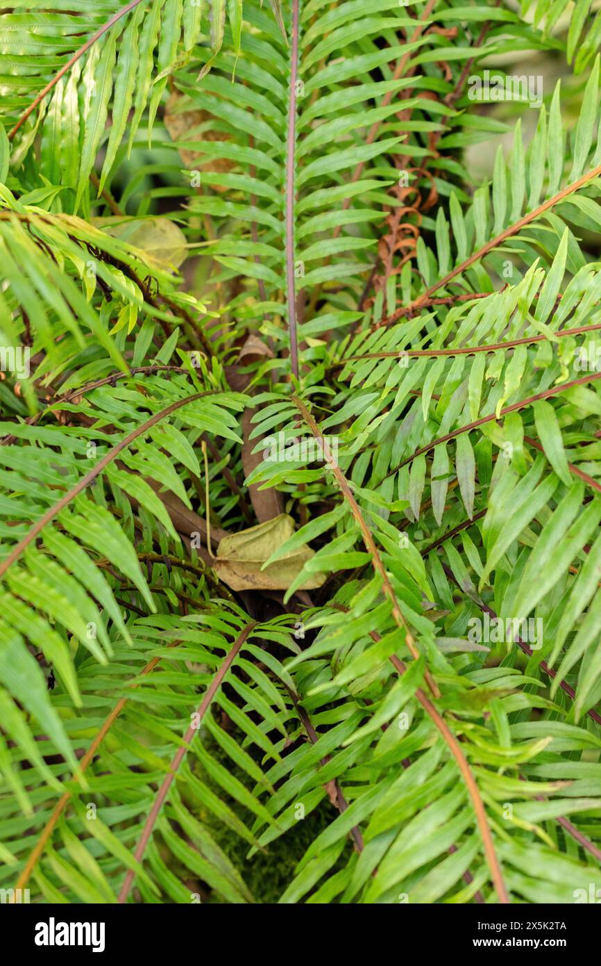 Saint-Gall, Suisse, 29 novembre 2023 Blechnum Gibbum ou fougère miniature au jardin botanique Banque D'Images
