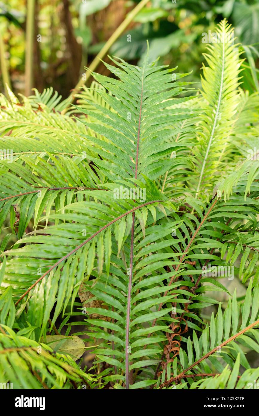 Saint-Gall, Suisse, 29 novembre 2023 Blechnum Gibbum ou fougère miniature au jardin botanique Banque D'Images