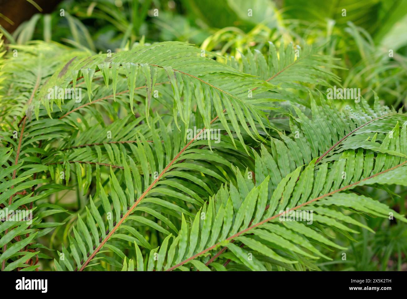 Saint-Gall, Suisse, 29 novembre 2023 Blechnum Gibbum ou fougère miniature au jardin botanique Banque D'Images