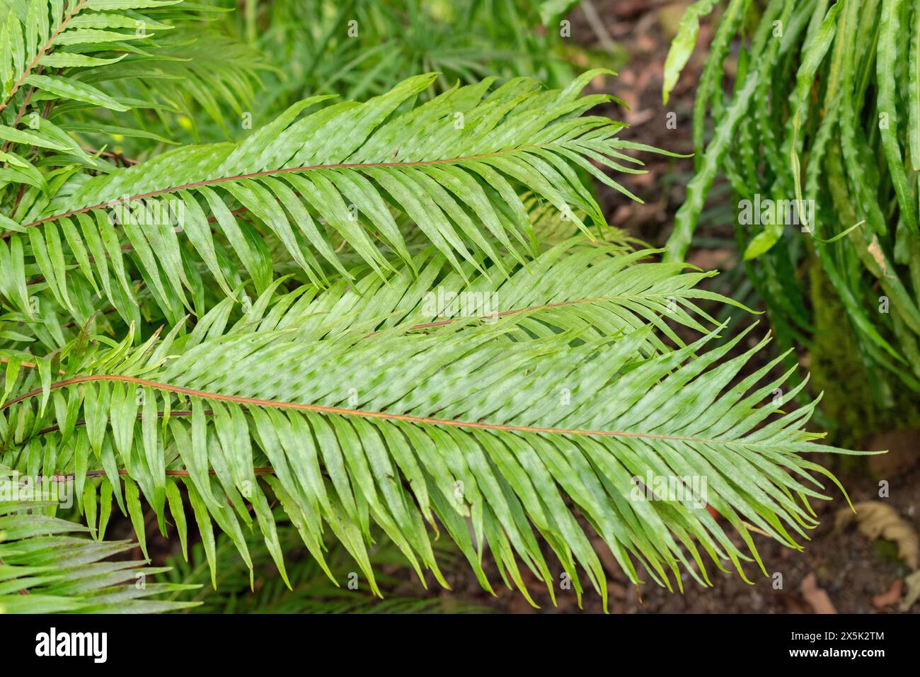 Saint-Gall, Suisse, 29 novembre 2023 Blechnum Gibbum ou fougère miniature au jardin botanique Banque D'Images