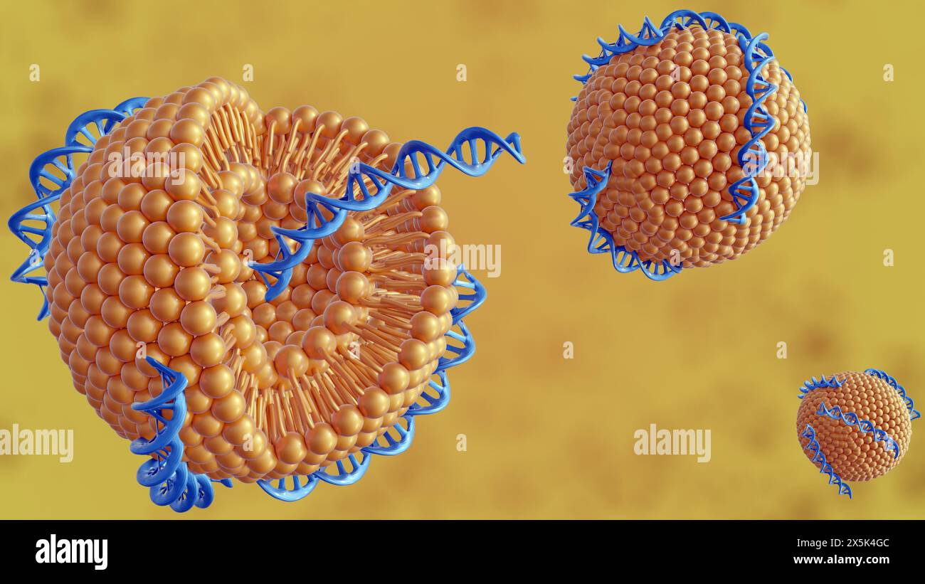 Le rendu 3d d'hélices d'ADN conjugue des liposomes comme complexe ADN-liposome Banque D'Images