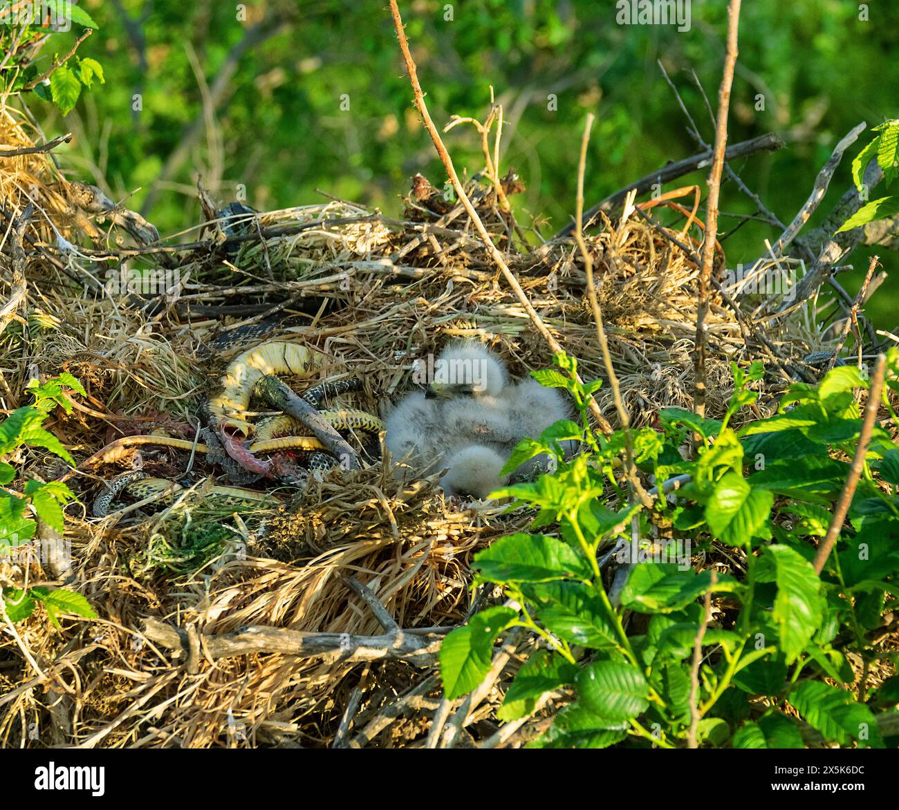 Buzzard à longues pattes (Buteo rufinus) les oisillons ont 5 jours, les yeux des aînés sont ouverts. Les parents ont apporté serpent des Balkans (Coluber jugularis) comme nourriture, nourrir ch Banque D'Images