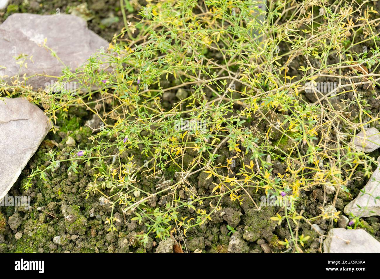 Saint-Gall, Suisse, 3 janvier 2024 plante Fagonia cretica au jardin botanique Banque D'Images