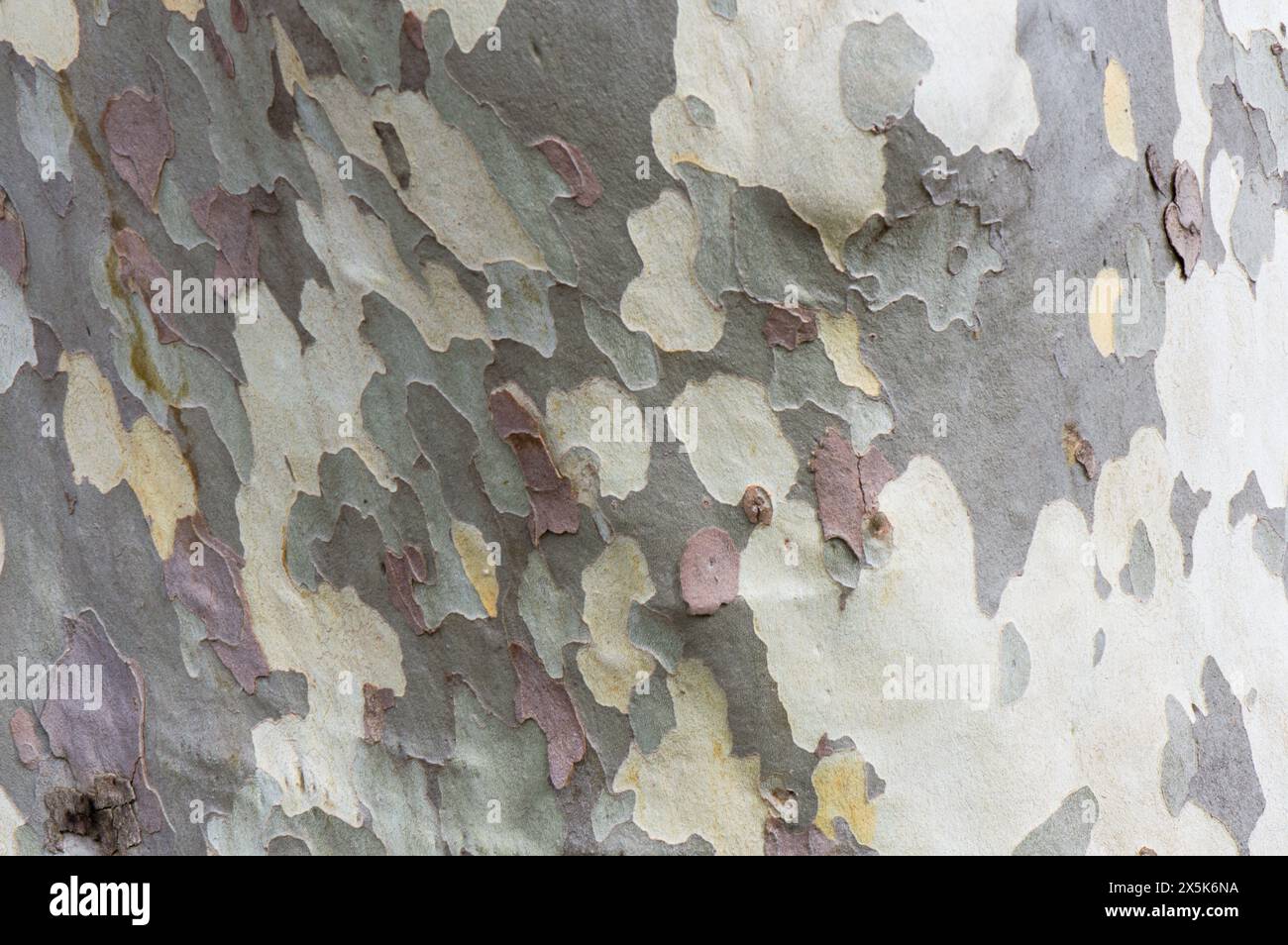 Fond de texture d'écorce d'arbre pelable, écorce de l'arbre Platanus Banque D'Images
