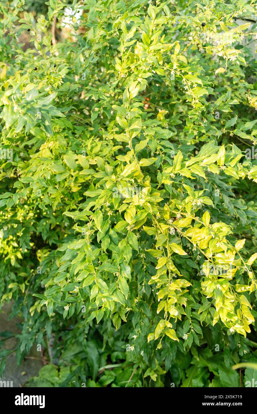 Saint-Gall, Suisse, 3 janvier 2024 Sarcococca confusa ou plante sucrée au jardin botanique Banque D'Images