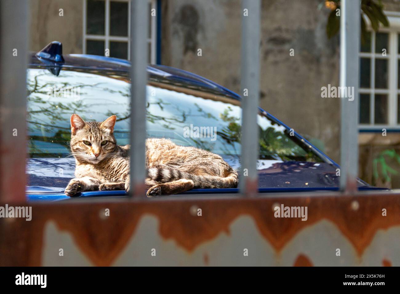 Chat bronzant allongé sur une voiture derrière une clôture Banque D'Images