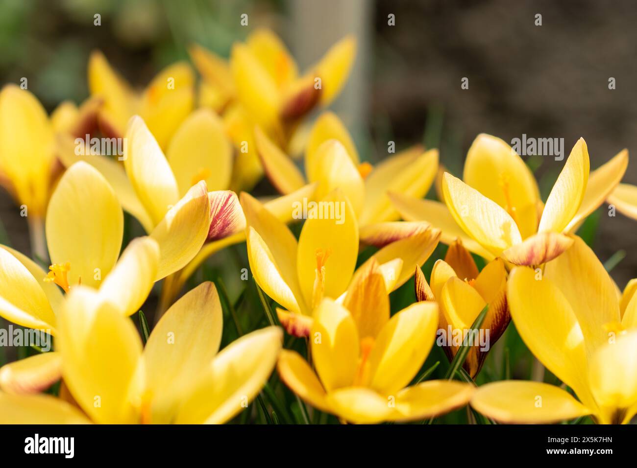 Saint, Gall, Suisse, 10 février 2024 Crocus angustifolius ou tissu de fleurs de crocus dorées au jardin botanique Banque D'Images