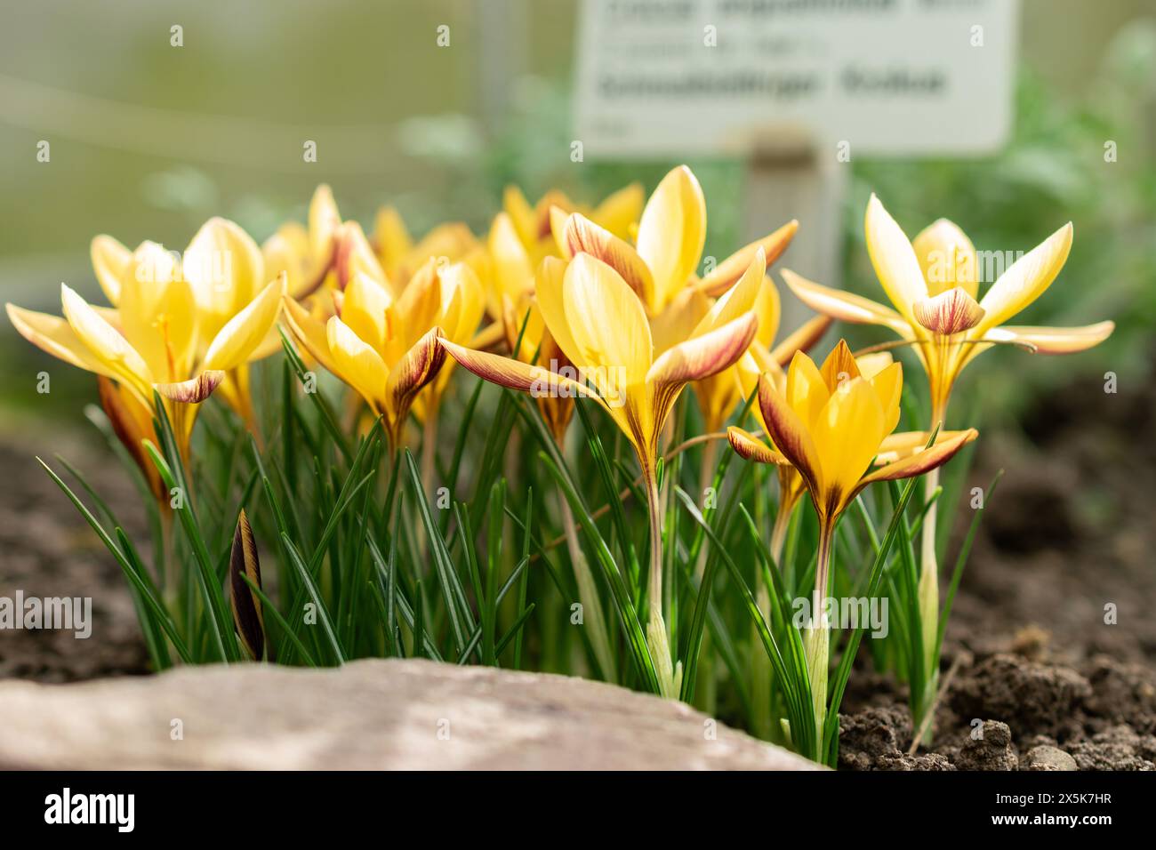 Saint, Gall, Suisse, 10 février 2024 Crocus angustifolius ou tissu de fleurs de crocus dorées au jardin botanique Banque D'Images