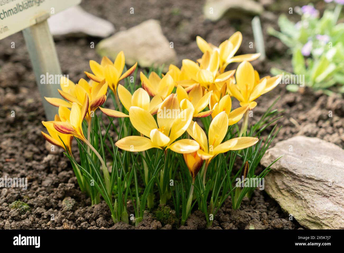Saint, Gall, Suisse, 10 février 2024 Crocus angustifolius ou tissu de fleurs de crocus dorées au jardin botanique Banque D'Images