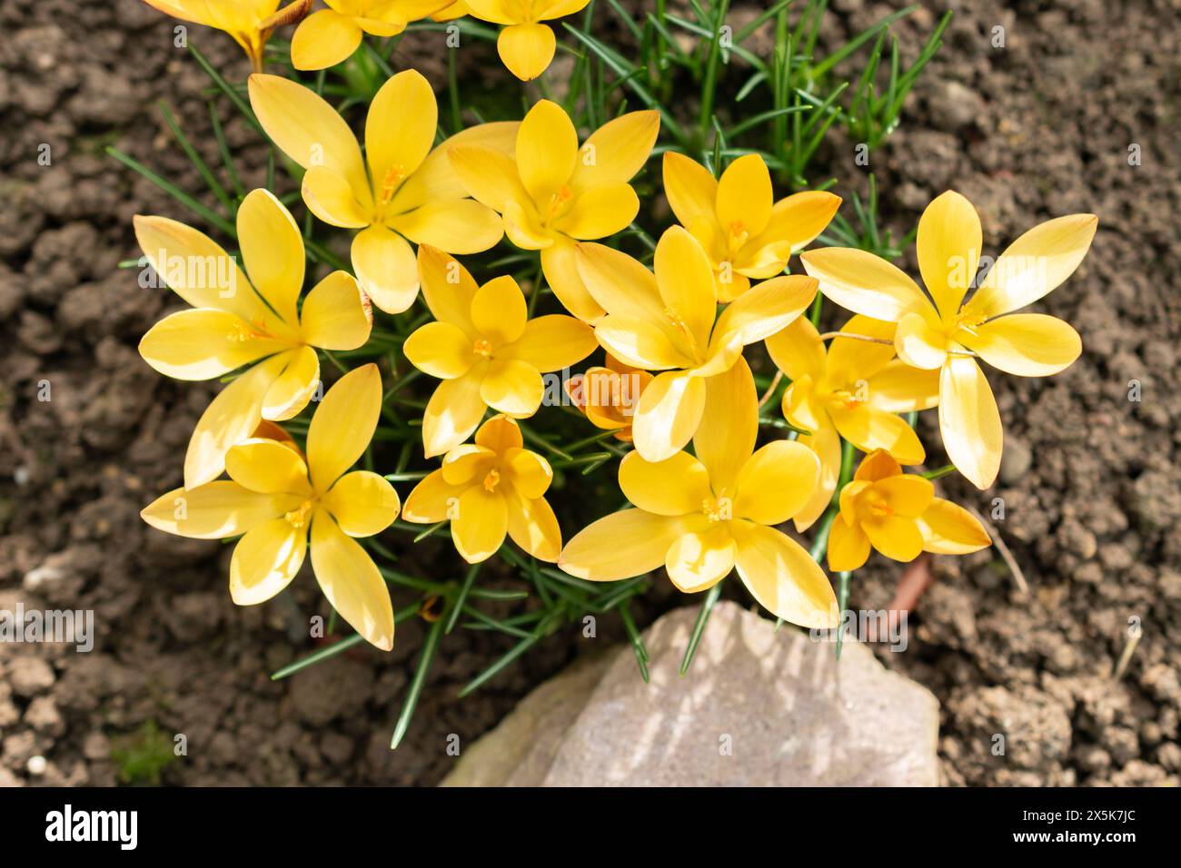 Saint, Gall, Suisse, 10 février 2024 Crocus angustifolius ou tissu de fleurs de crocus dorées au jardin botanique Banque D'Images
