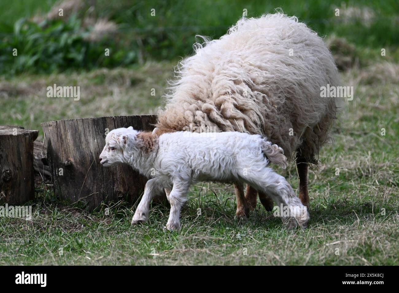 Oberirsen Themenfoto : Natur, Tier, Schaf, Ouessantschaf, 10.05.2024 Mutterschaf mit Lamm des Zwergschafes Themenfoto : Natur, Tier, Schaf, Ouessantschaf, 10.05.2024 *** Oberirsen thème photo nature, animal, mouton, mouton Ouessant, 10 05 2024 brebis avec agneau du mouton nain thème nature, animal, mouton, Ouessant mouton, 10 05 2024 Copyright : xAugstx/xEibner jep jep Banque D'Images