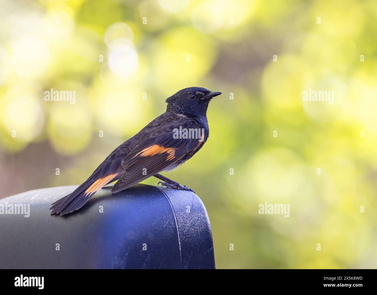 American Redstart perché sur un rétroviseur latéral de voiture au printemps à Ottawa, Canada Banque D'Images
