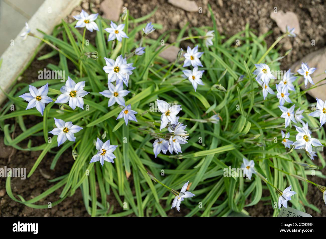Saint-Gall, Suisse, 2 mars 2024 Ipheion Uniflorum ou fleurs Springstar au jardin botanique Banque D'Images