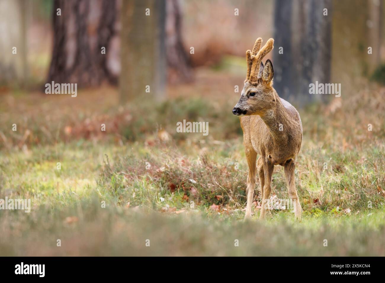 Roebuck en velours Banque D'Images