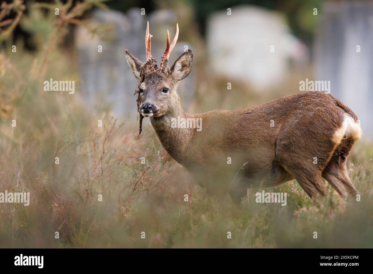 Roebuck perdant du velours des bois Banque D'Images