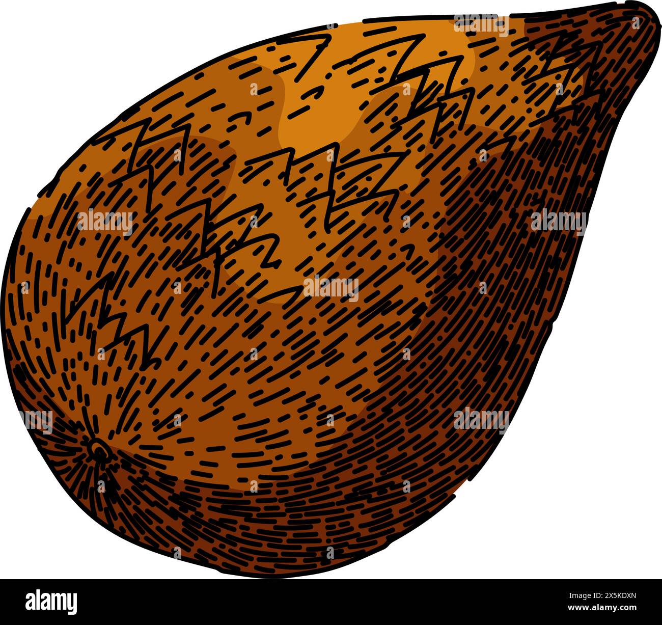 fruit salak fuit esquisse dessinée à la main vecteur Illustration de Vecteur