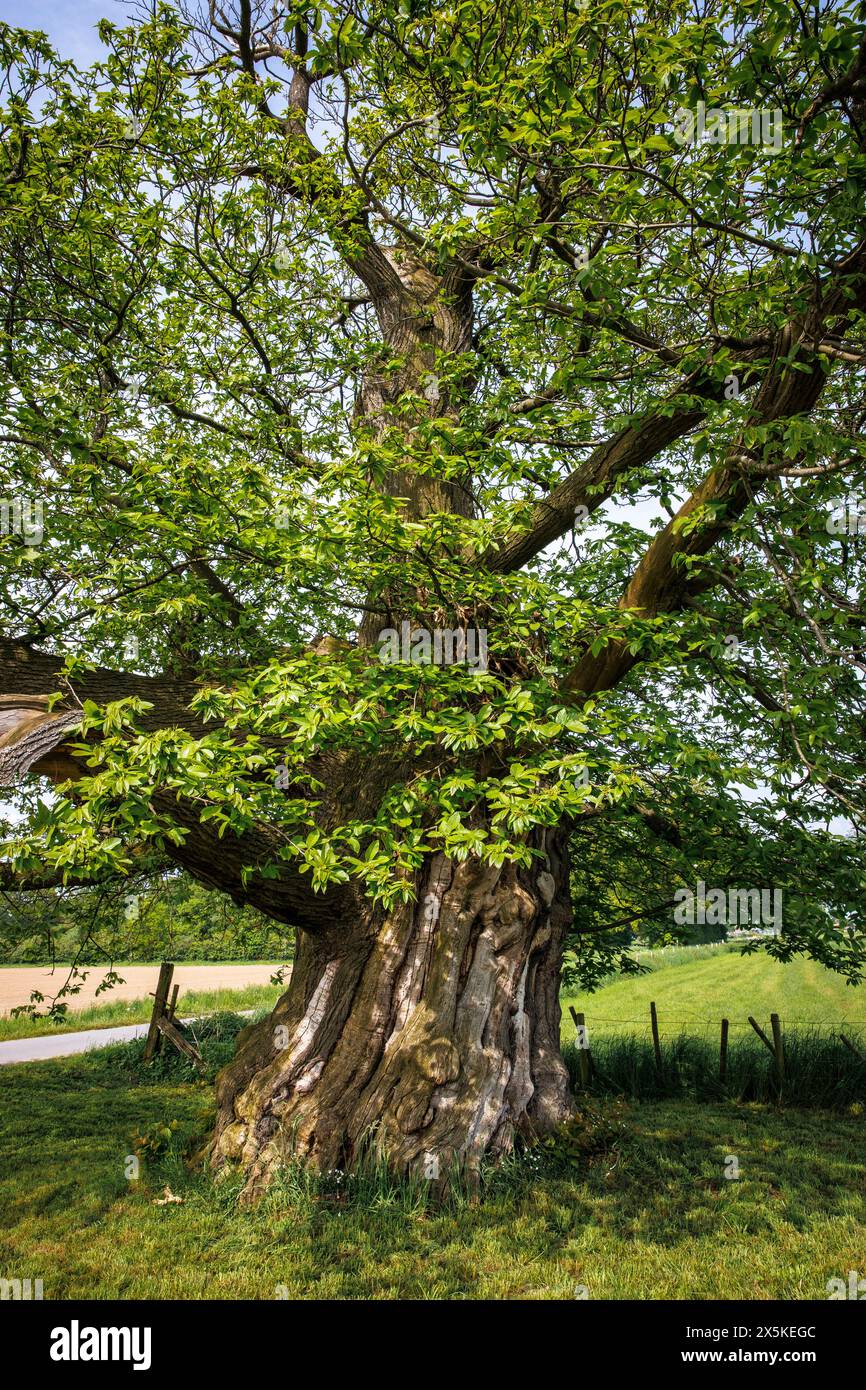 Châtaignier doux vieux de 300 ans avec une circonférence de tronc de plus de 7 mètres à Hamminkeln près de Wesel, monument de la nature, parc naturel Hohe Mark, Westmue Banque D'Images