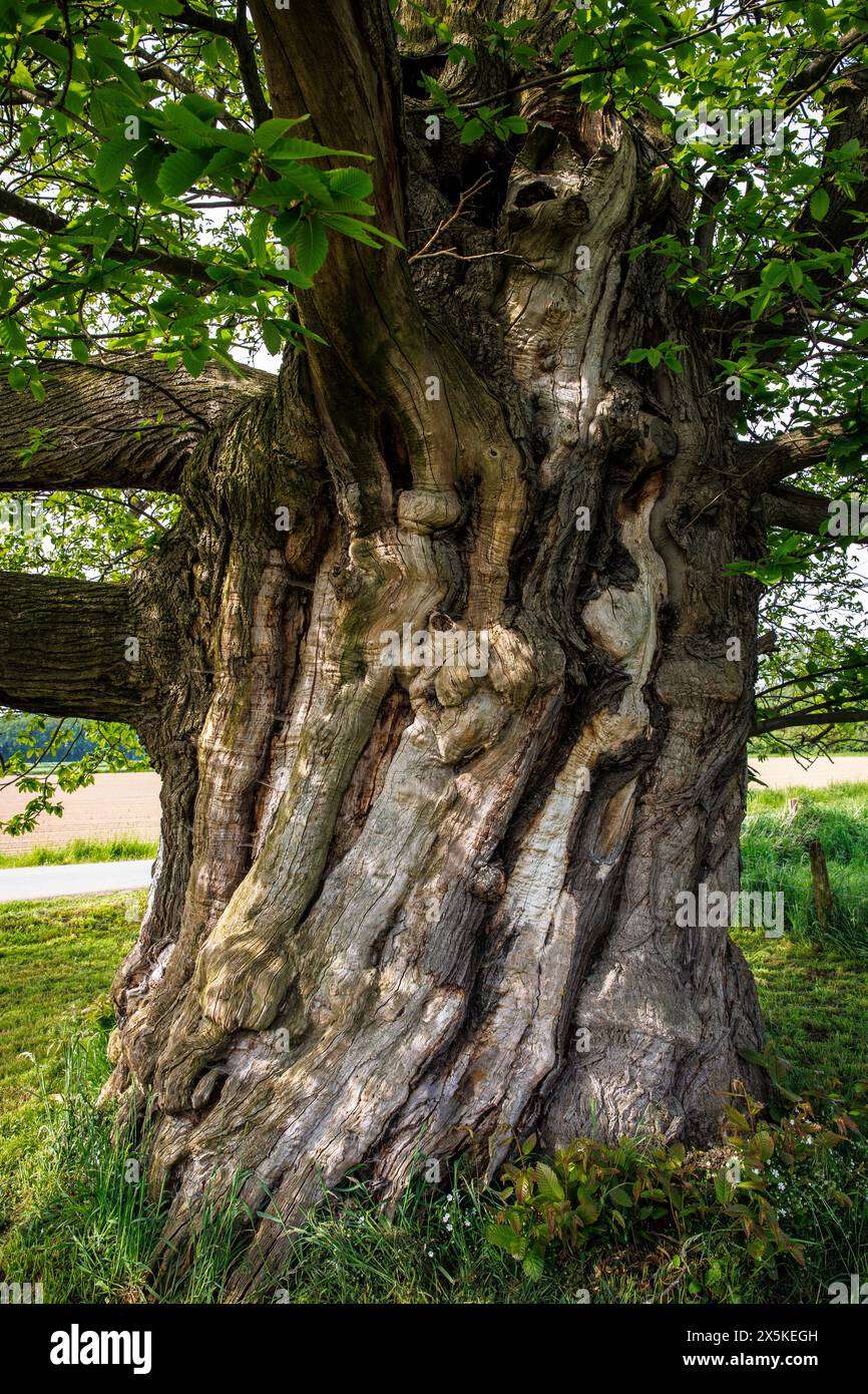 Châtaignier doux vieux de 300 ans avec une circonférence de tronc de plus de 7 mètres à Hamminkeln près de Wesel, monument de la nature, parc naturel Hohe Mark, Westmue Banque D'Images
