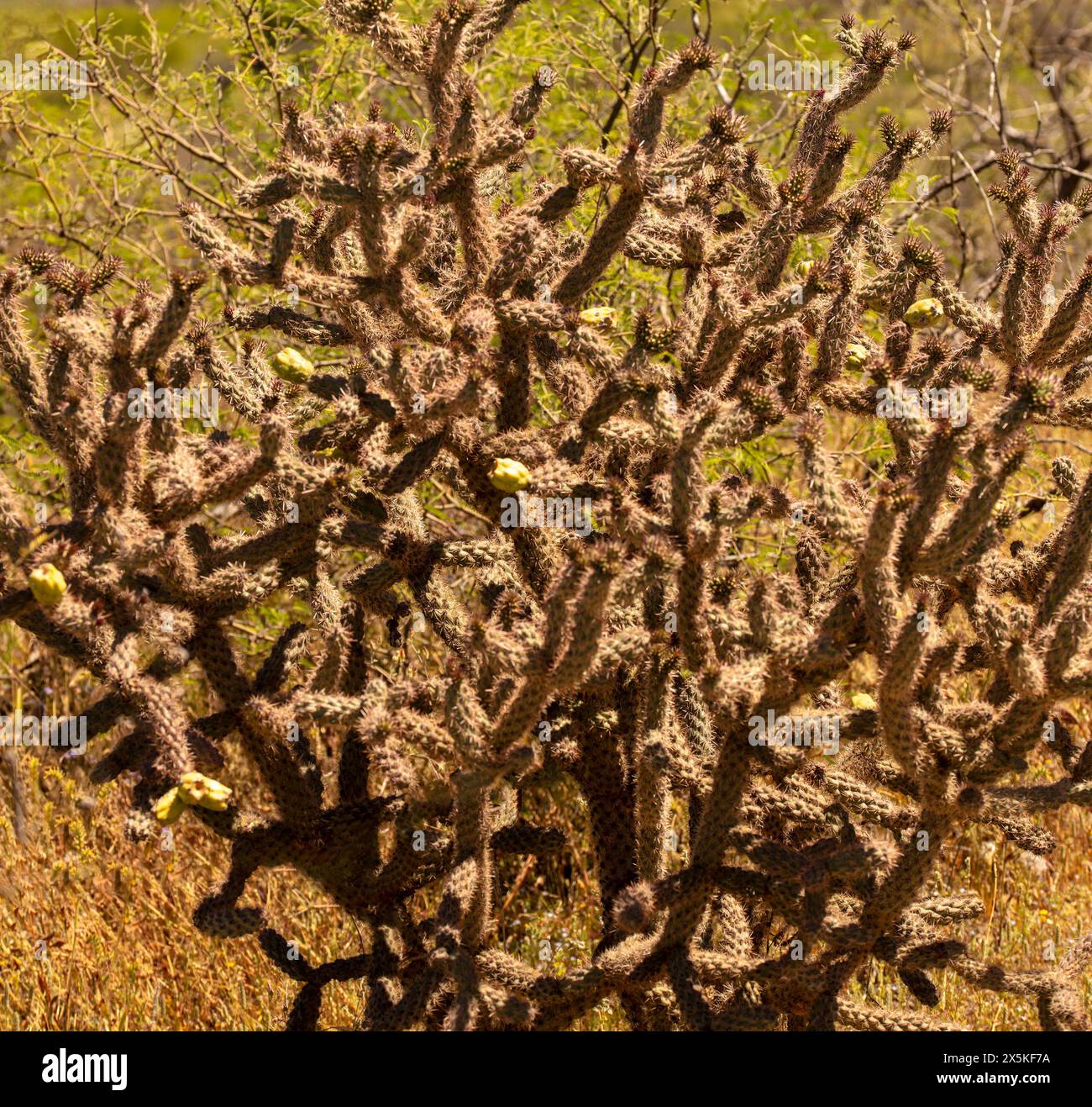 Portrait naturel de plante fleurie en gros plan du fruit à chaîne lisse Cholla Cylindropuntia fulgida) dans Catalina State Park, Oro Valley, Arizona, États-Unis. Ensoleillé Banque D'Images