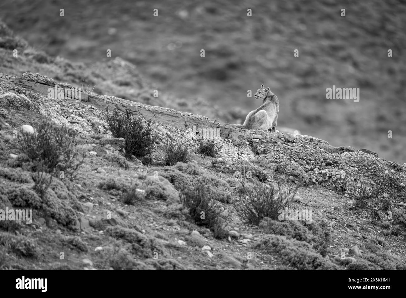 Mono puma se tient sur la crête en broussailles Banque D'Images