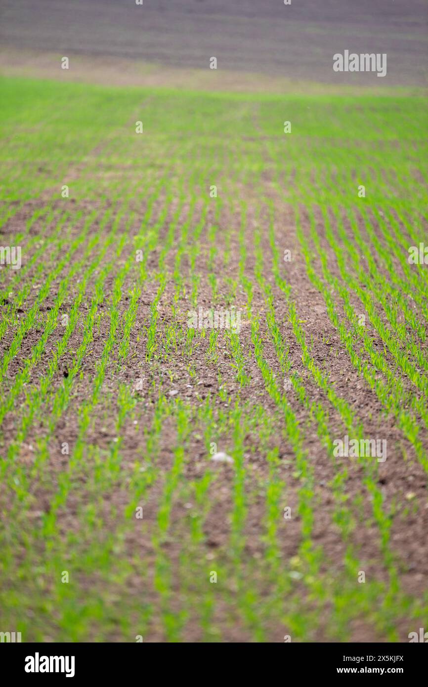 De longues rangées de minuscules semis dans un champ d'agriculteur dans la campagne anglaise au printemps. Banque D'Images