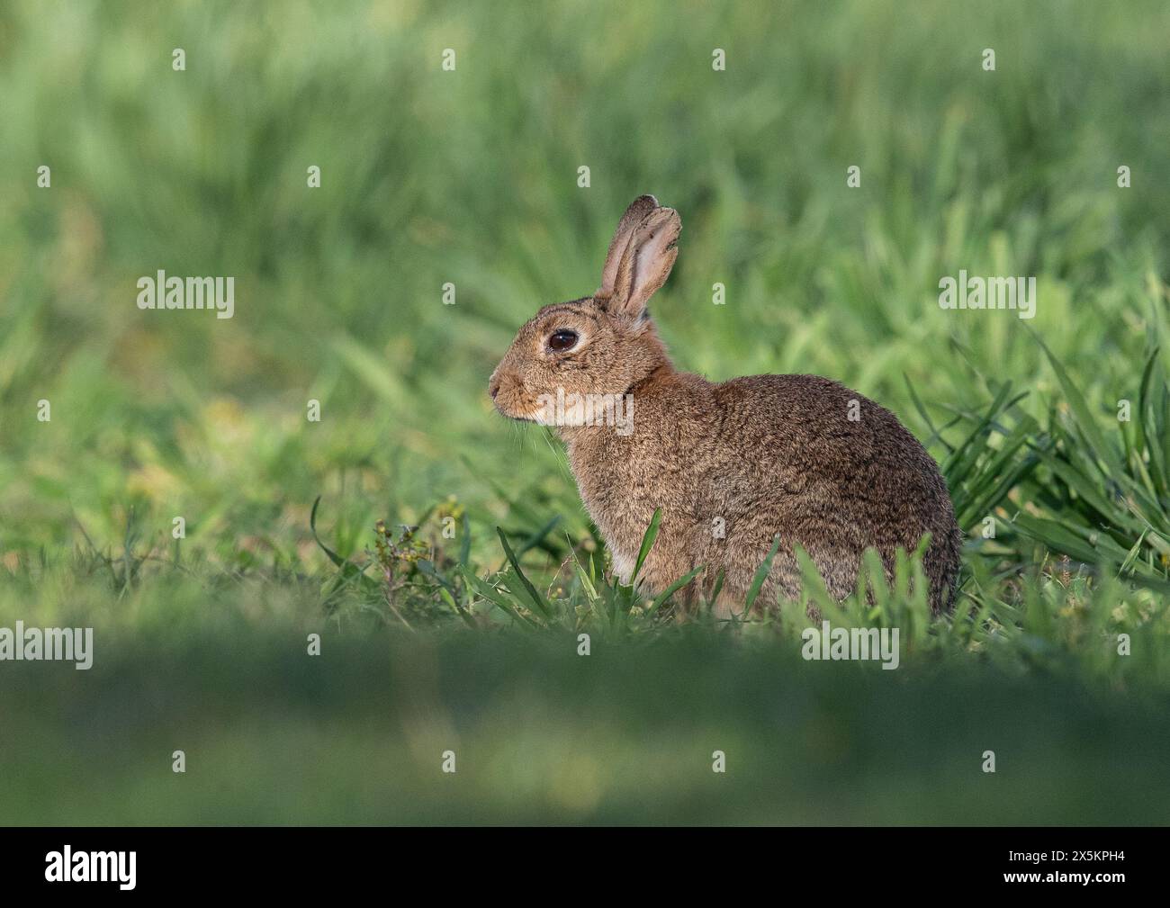 Élevez-vous comme des lapins. Un gros plan d'un lapin ou Coney (Oryctolagus cuniculus) profond dans la récolte fermière de blé savoureux . Suffolk, Royaume-Uni Banque D'Images